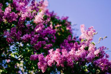 liliowce w ogrodzie